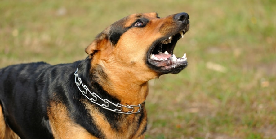 Pfefferspray gegen aggressive Hunde